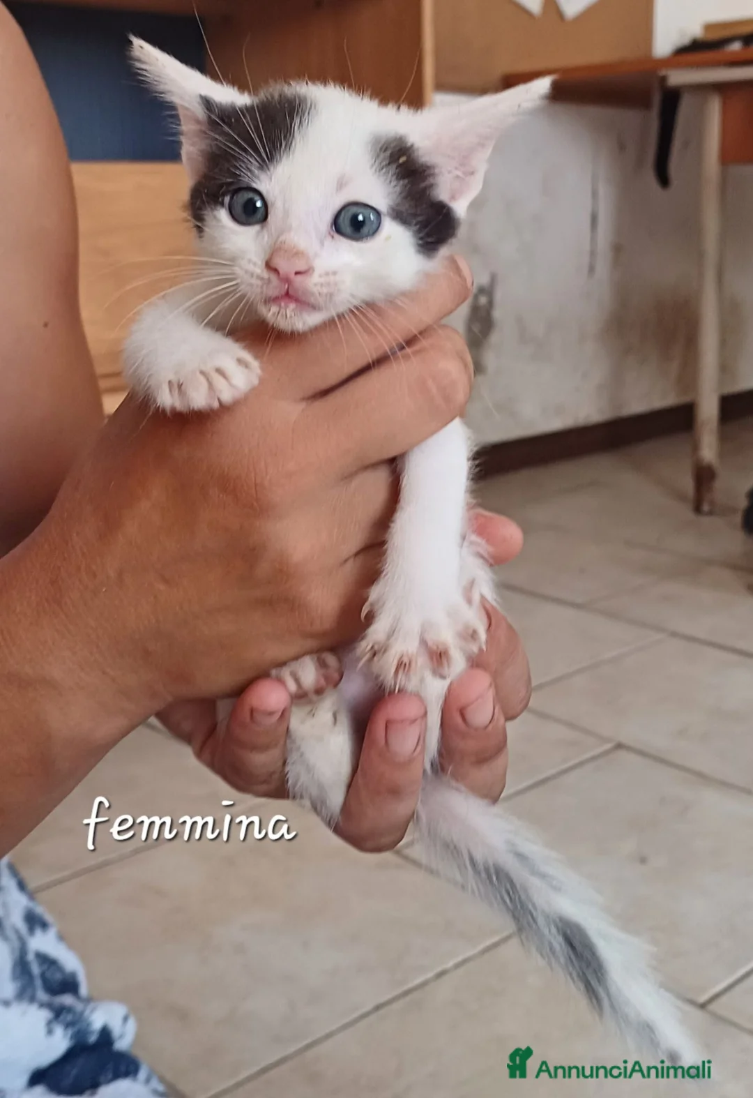 Meticcio gatti in regalo: Gattini - Annuncio 2
