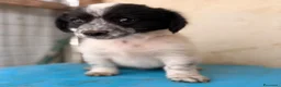 Meticcio cani in regalo: IL MORBIDO E DOLCE DUPLO a Città metropolitana di Roma Capitale - Annuncio 3