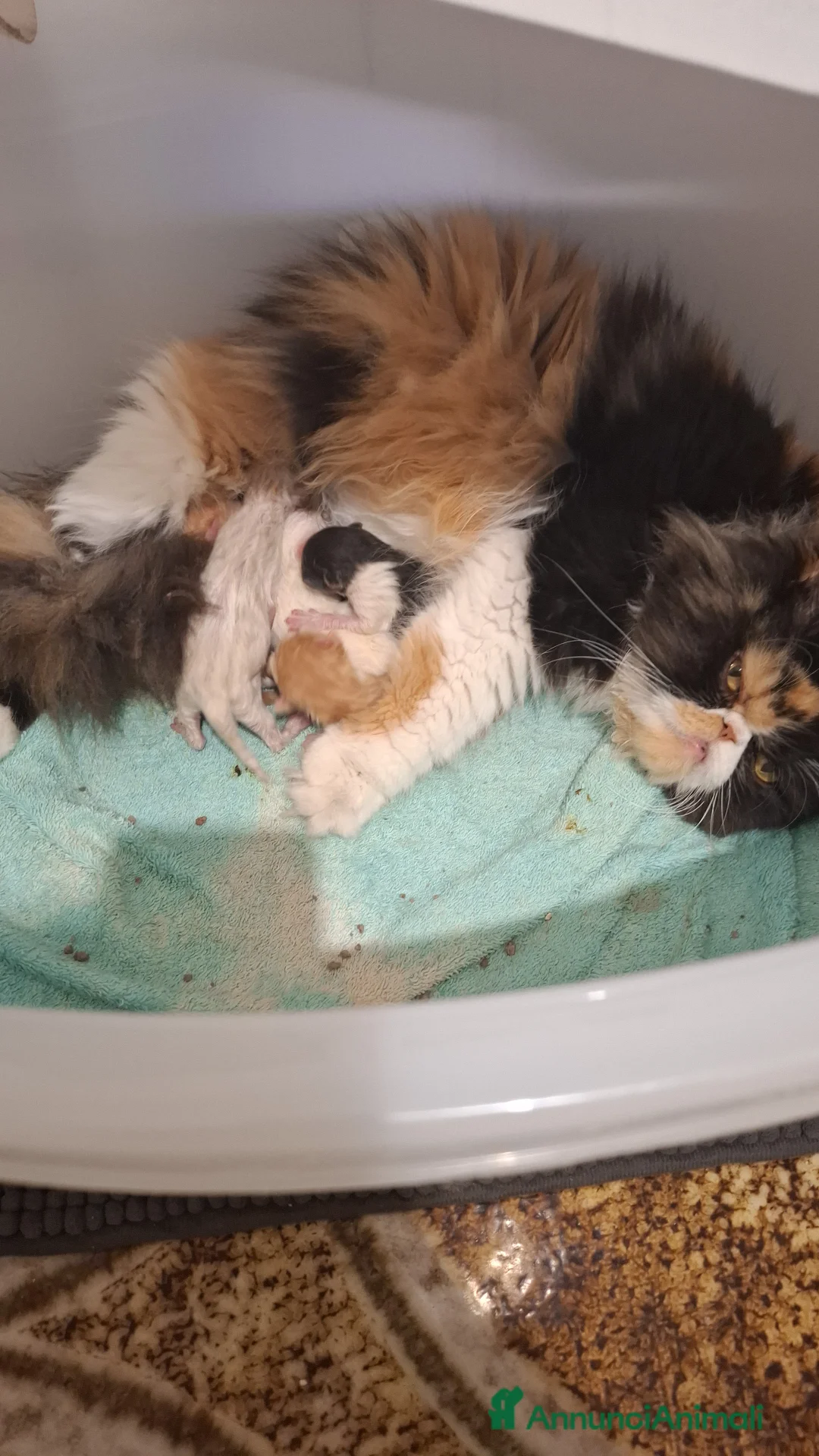 Persiano gatti in vendita: Cuccioli persiani a Provincia di Imperia - Annuncio 11
