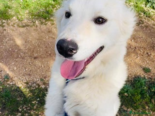 Meticcio cani IL DOLCISSIMO E BELLISSIMO AIKO - Annuncio 7