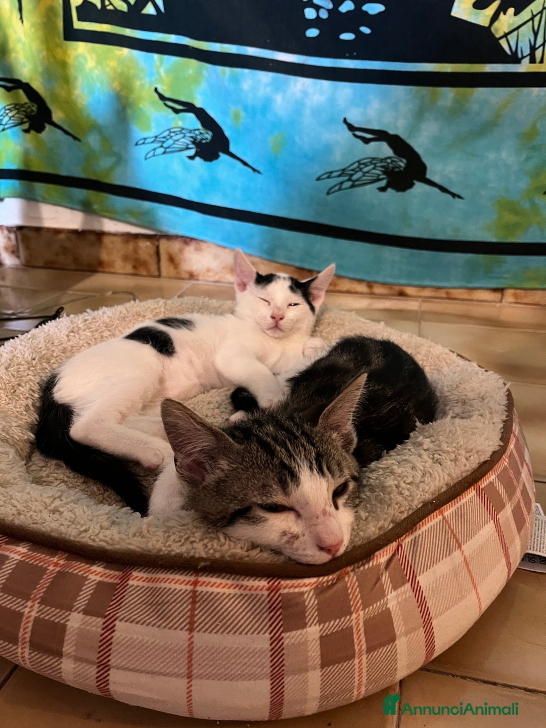 Altre razze gatti in regalo: Regalo coppia di fratellini - Annuncio 2