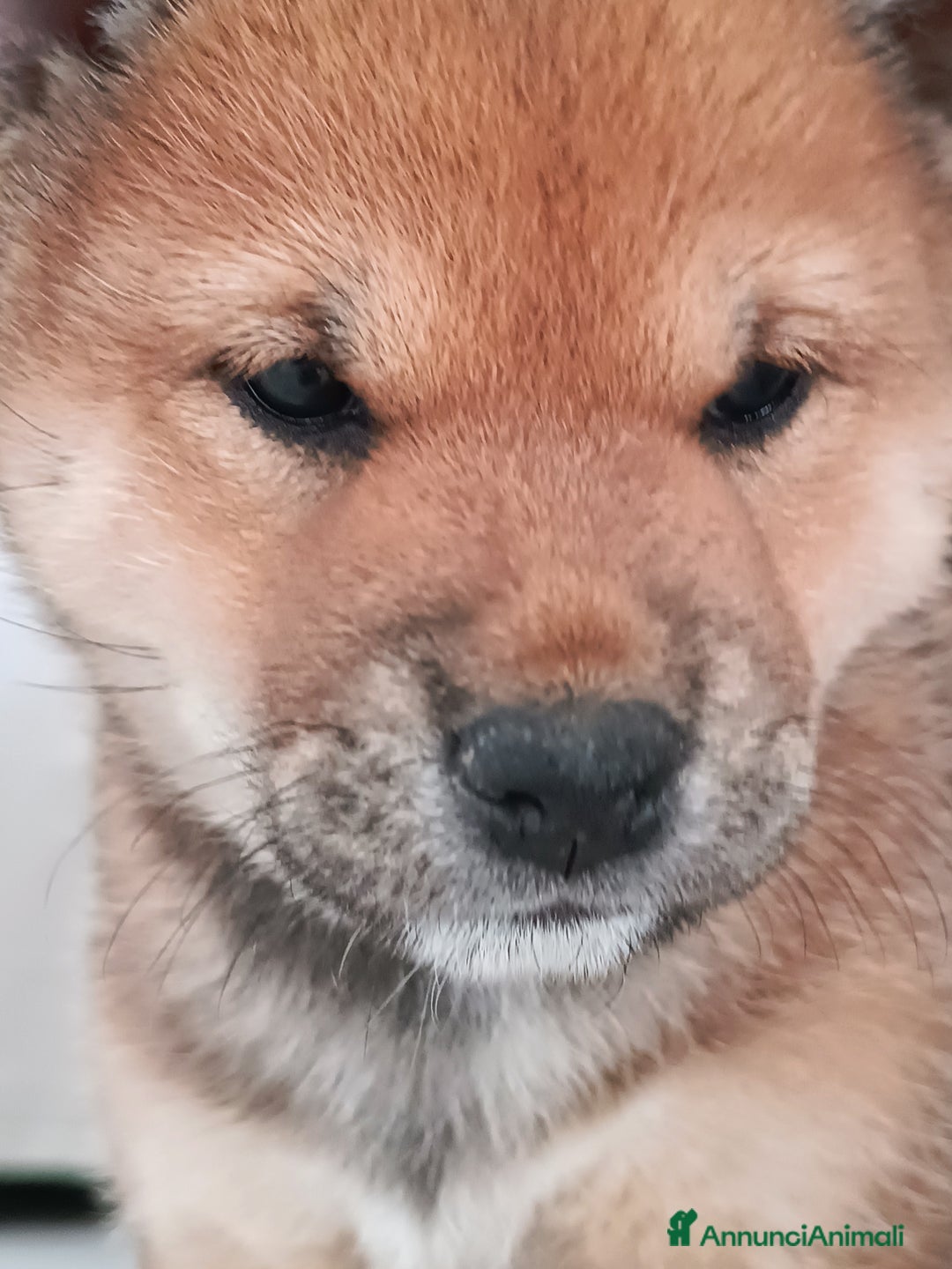 Shiba Inu cani in vendita: Shiba inu - Annuncio 8