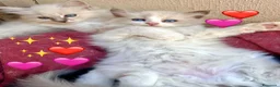 Ragdoll gatti in vendita: Tre cucciole di ragdoll, tre meraviglie! 🐾💙 - Annuncio 3