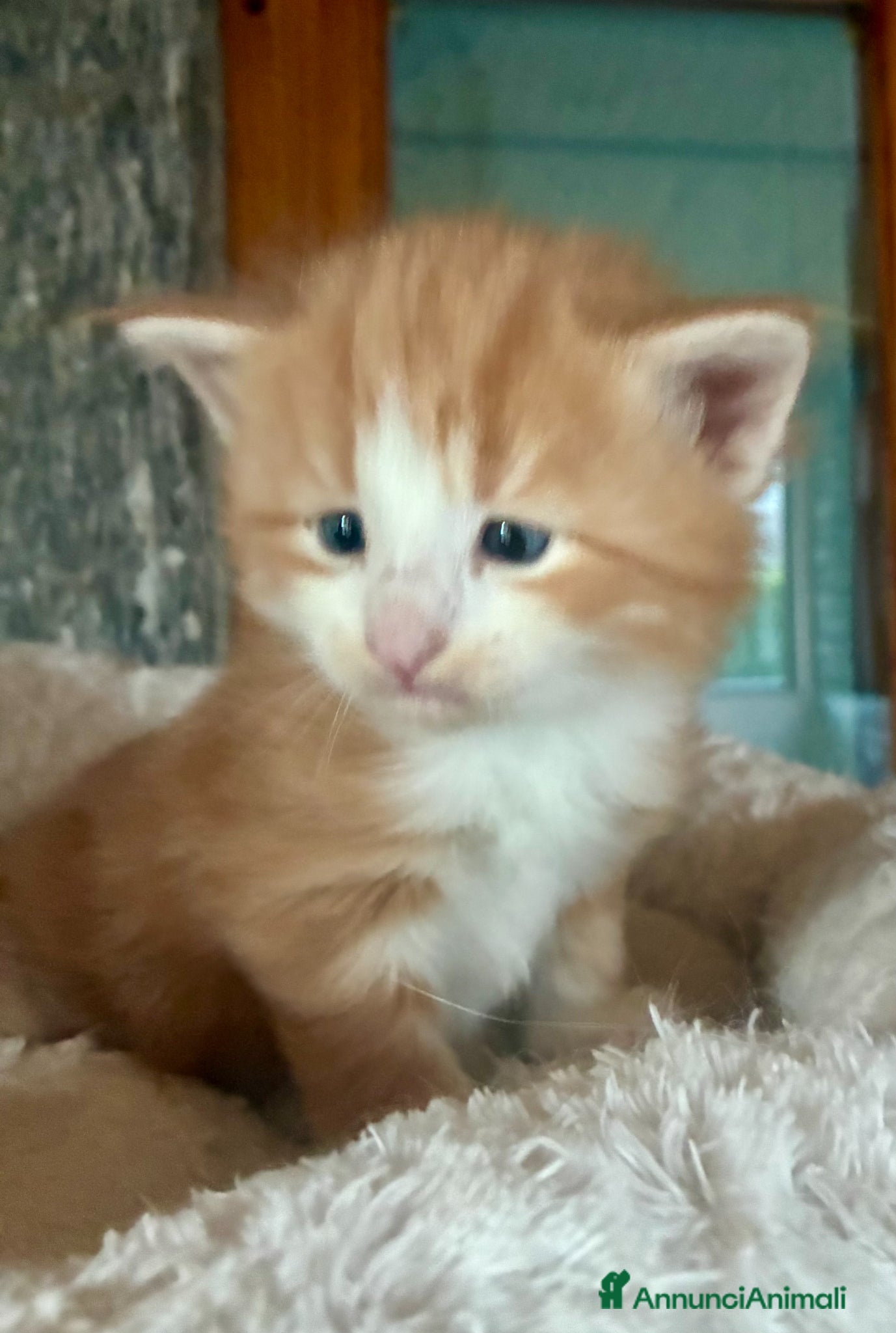 Norvegese gatti cucciolo norvegese delle foreste - Annuncio 2