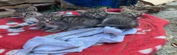 Meticcio gatti in regalo: 4 bellissimi micetti di circa due mesi  - Annuncio 5