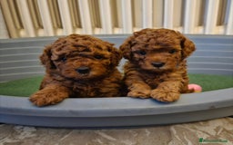 Barboncino Toy cani in vendita: Barboncino Toy Red - Immagine 1