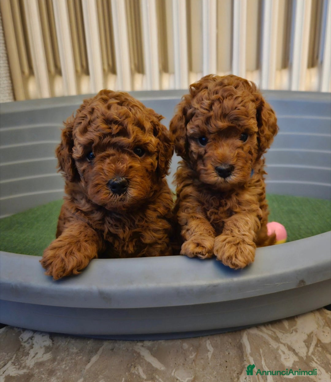 Barboncino Toy cani in vendita: Barboncino Toy Red - Immagine 1