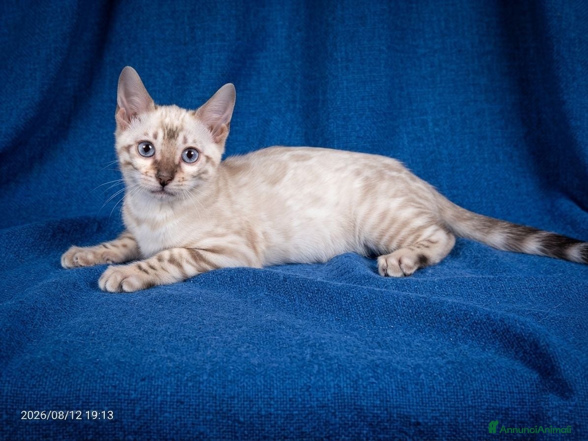 Bengala gatti Bengala Snow Lynx femmina e Brown Spotted maschio  - Annuncio 4