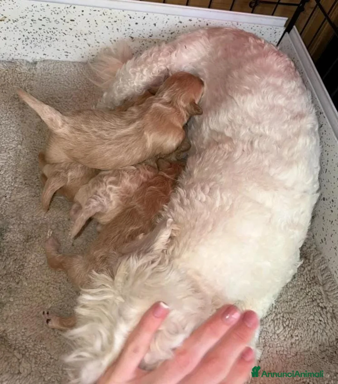 Maltipoo cani in vendita: Splendidi cuccioli di Maltipoo - Annuncio 31