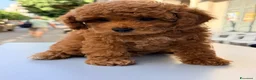 Barboncino Toy cani in vendita: Cucciolo di barboncino Toy - Annuncio 4
