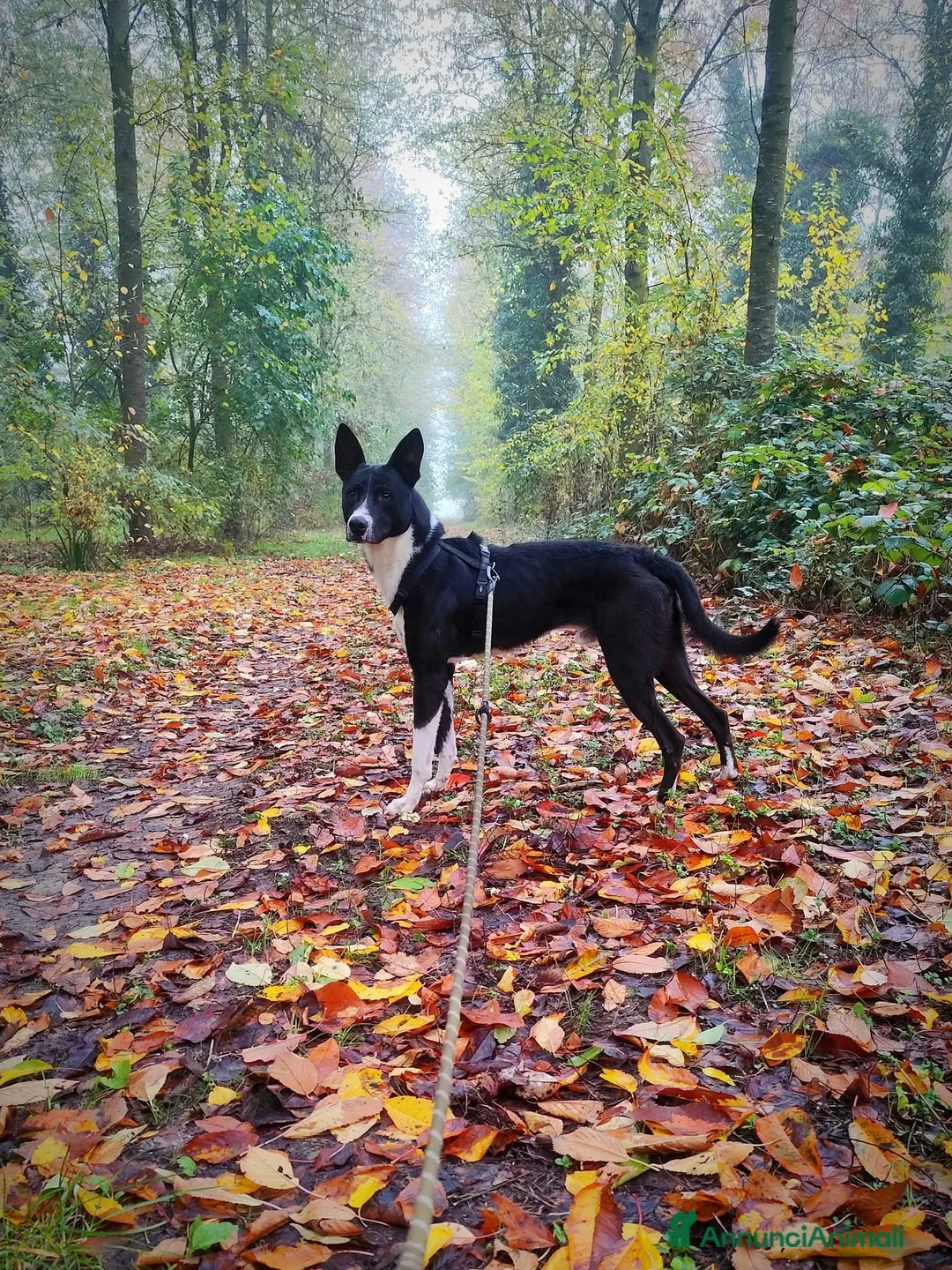 Meticcio cani in regalo: Ringo, taglia media!  - Annuncio 1