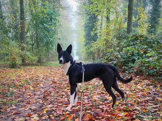 Meticcio cani Ringo, taglia media! - Annuncio 27