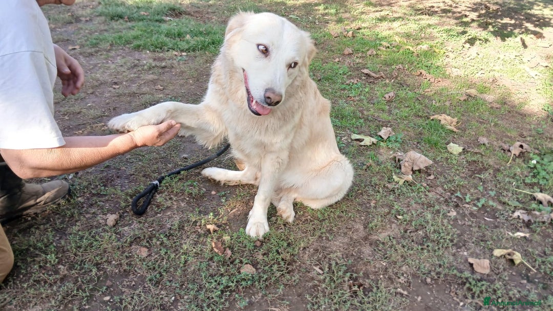 Meticcio cani in regalo: EVA INC. GOLDEN CERCA LA SUA FAMIGLIA - Annuncio 2
