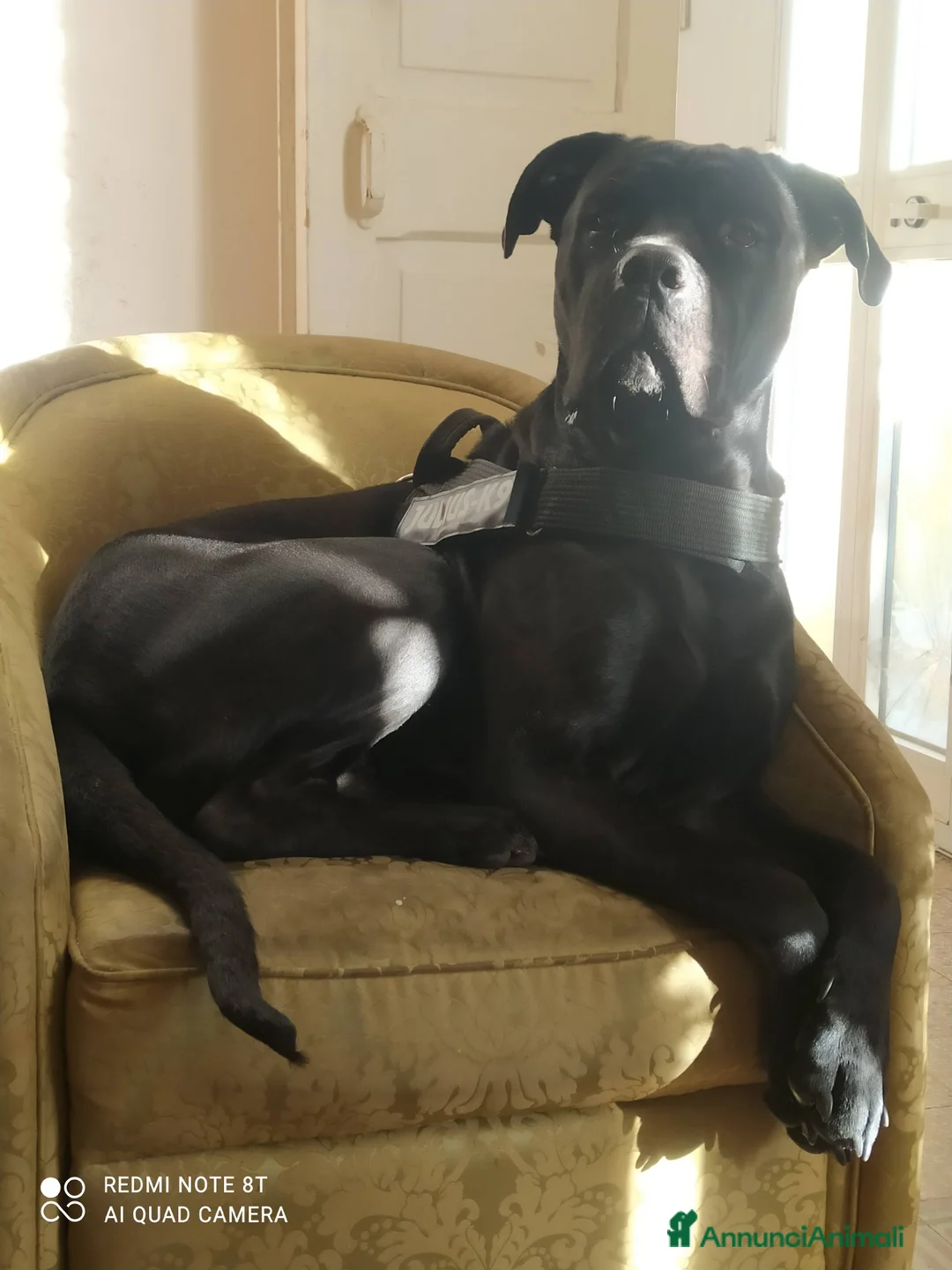 Cane Corso cani in vendita: Cuccioli di cane corso  - Annuncio 27