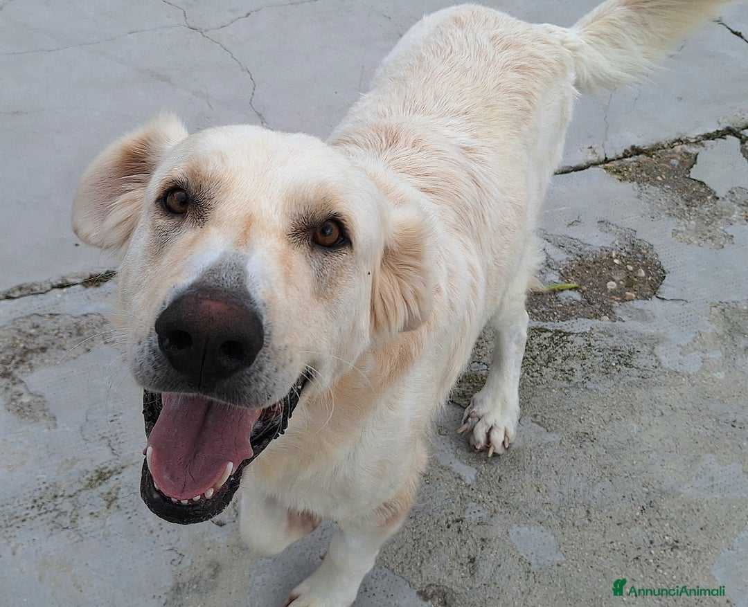 Meticcio cani in regalo: Noè 1 anno taglia grande - Annuncio 2
