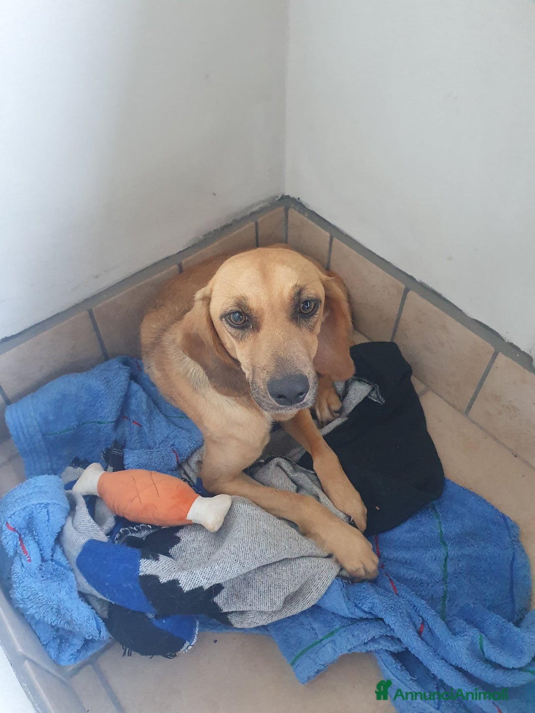 Segugio cani in regalo: NANDA a Provincia di Modena - Annuncio 1