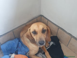 Segugio cani NANDA a Provincia di Modena - Annuncio 6