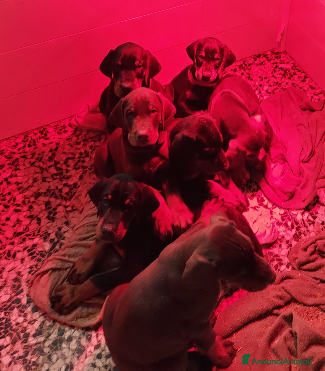 Dobermann cani in vendita: Cuccioli Dobermann  - Annuncio 3
