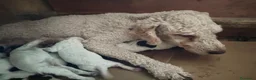 Lagotto cani in vendita: Cuccioli di Lagotto con pedigree a Città Metropolitana di Bologna - Annuncio 3