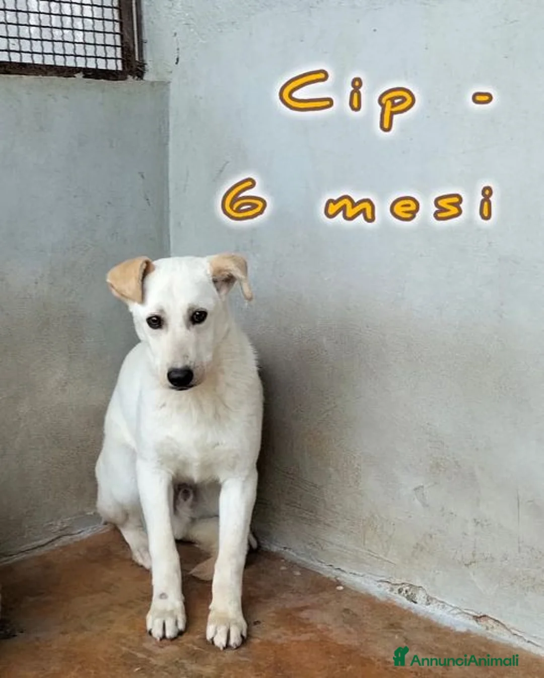 Meticcio cani in regalo: CIP e CIOP ancora cuccioloni a Provincia di Lucca - Annuncio 3