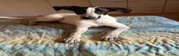 Meticcio cani in regalo: Cagnolina meticcia  a Città metropolitana di Roma Capitale - Annuncio 6