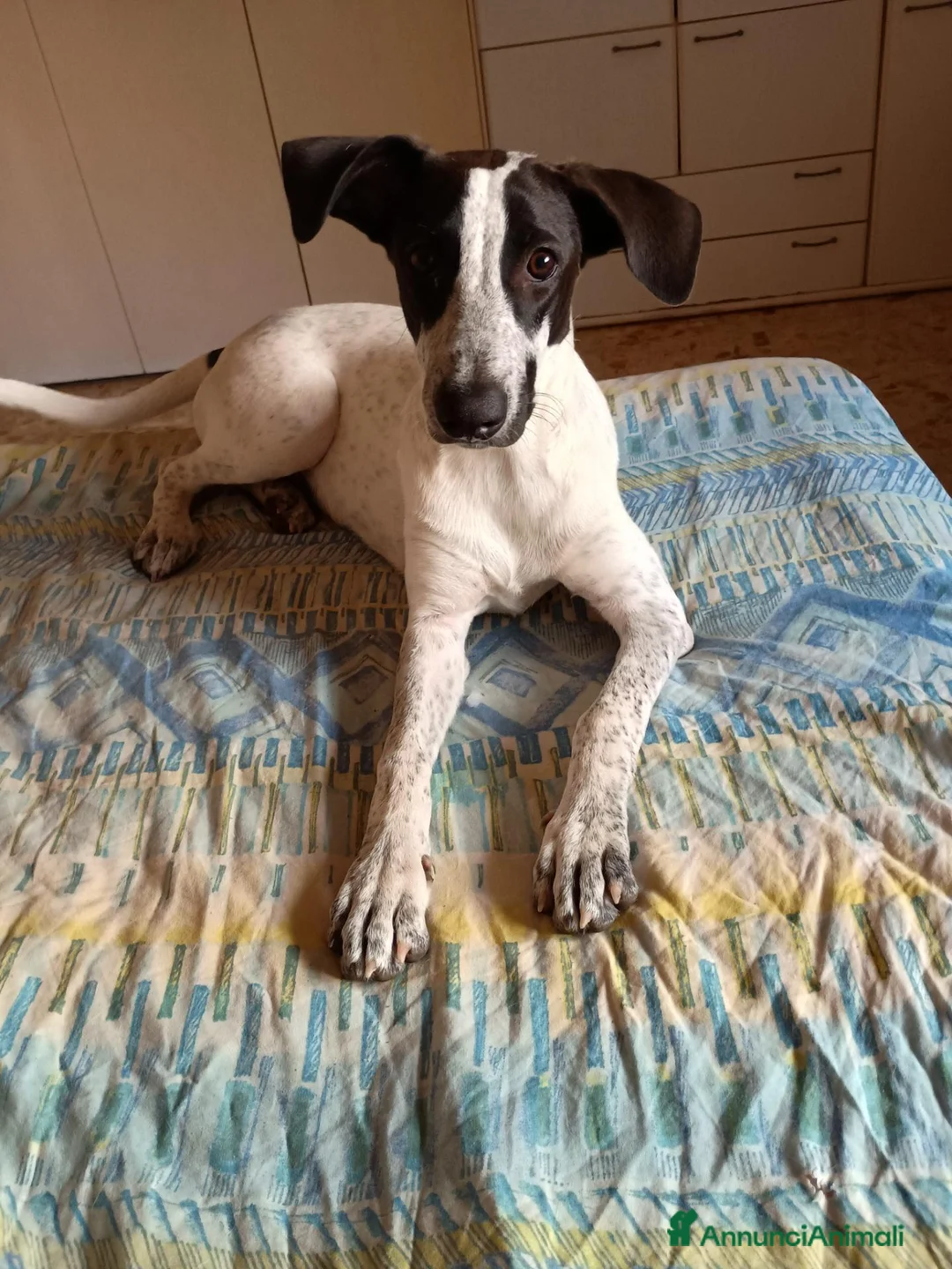 Meticcio cani in regalo: Cagnolina meticcia  a Città metropolitana di Roma Capitale - Annuncio 6