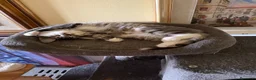 Maine Coon gatti in vendita: Maine coon cucciola  - Annuncio 4