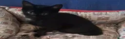 Meticcio gatti in regalo: GATTINI E GATTI MERAVIGLIOSI  a Provincia di Piacenza - Annuncio 7