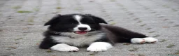 Border Collie cani in vendita: Cuccioli di Border Collie, linea da bellezza a Provincia autonoma di Bolzano - Alto Adige - Annuncio 9