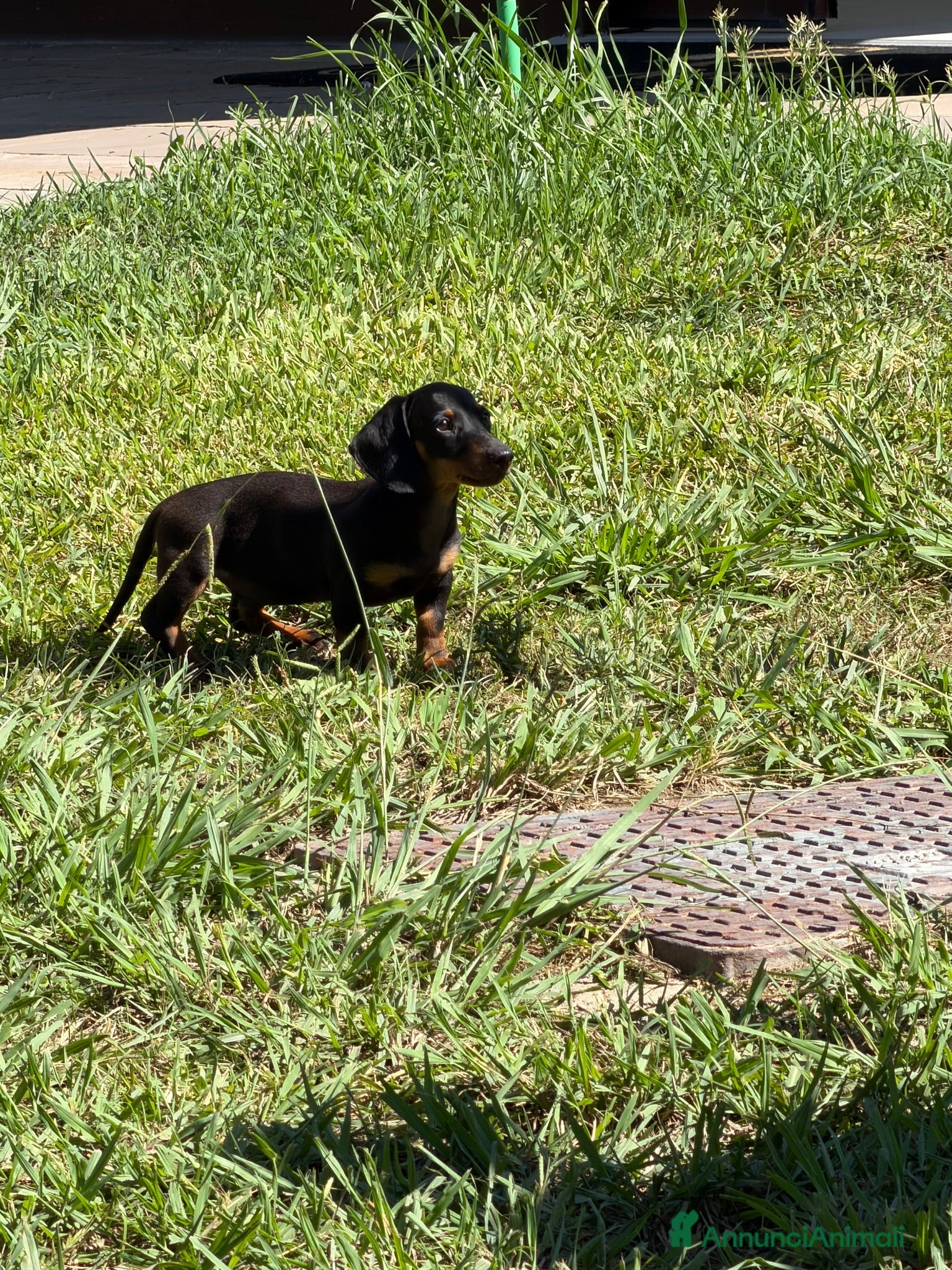 Bassotto Nano cani Bassotto - Annuncio 1