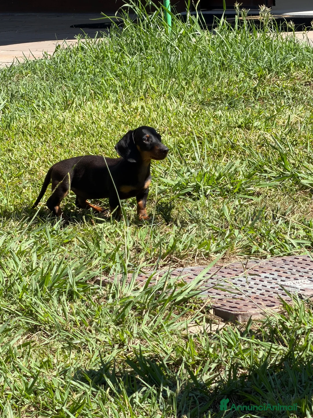 Bassotto Nano cani in vendita: Bassotto a Provincia di Avellino - Annuncio 1