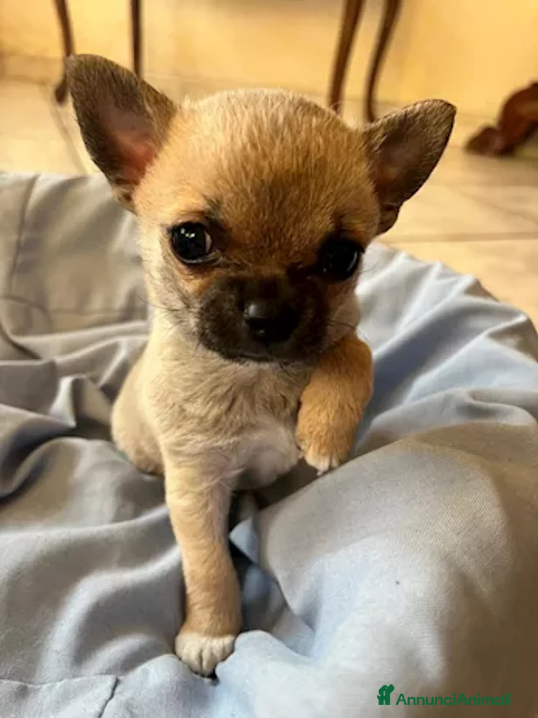 Chihuahua cani in vendita: Chihuahua - Annuncio 2