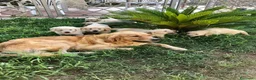 Golden Retriever cani in vendita: Disponibilità cuccioli di Golden Retriever  a Città Metropolitana di Napoli - Annuncio 1