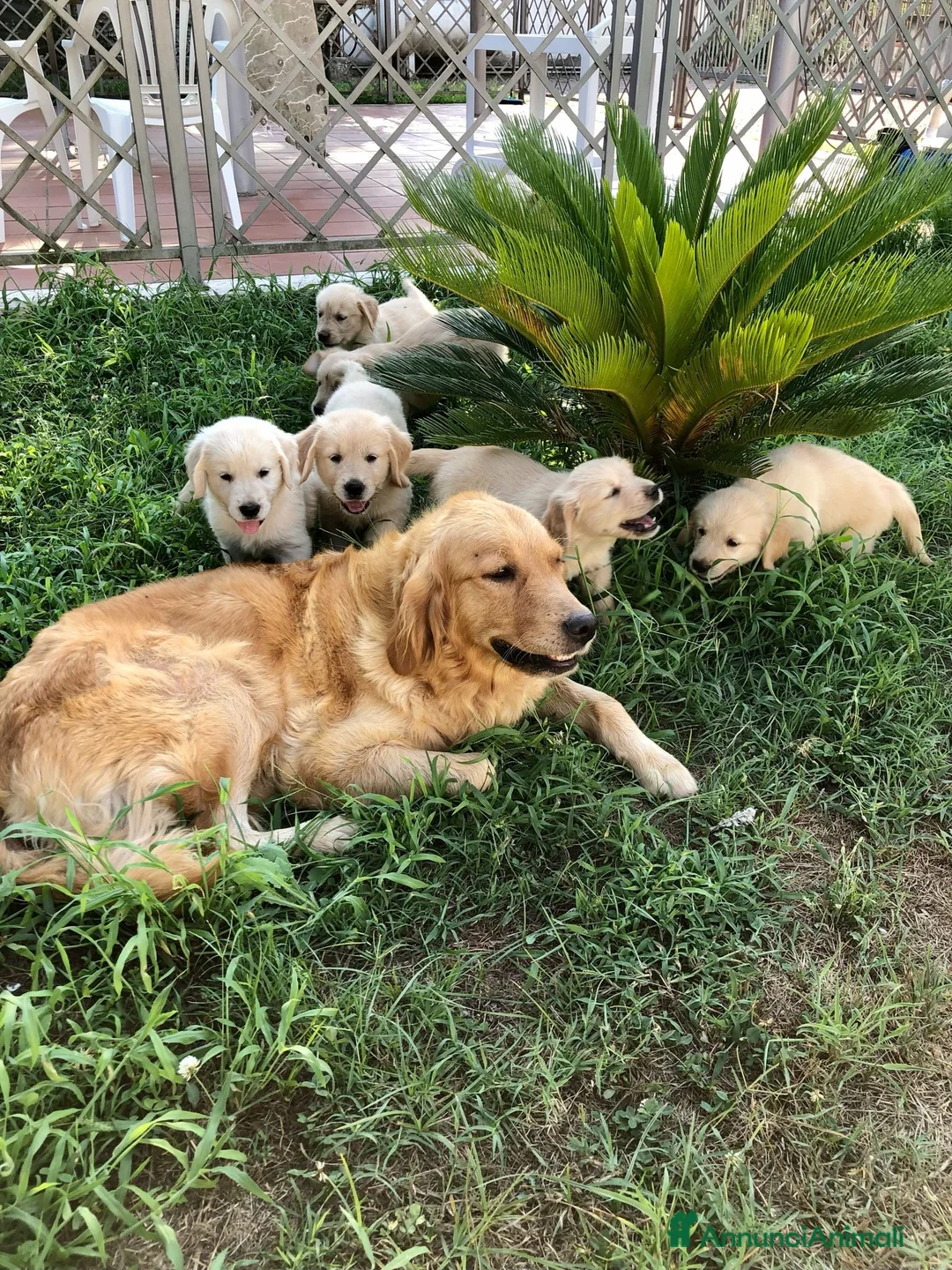 Golden Retriever cani in vendita: Disponibilità cuccioli di Golden Retriever  a Città Metropolitana di Napoli - Annuncio 1