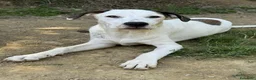 Dogo Argentino cani in regalo: BALINA, cucciola mix DOGO ARGENTINO. Tenerissima!! - Annuncio 2