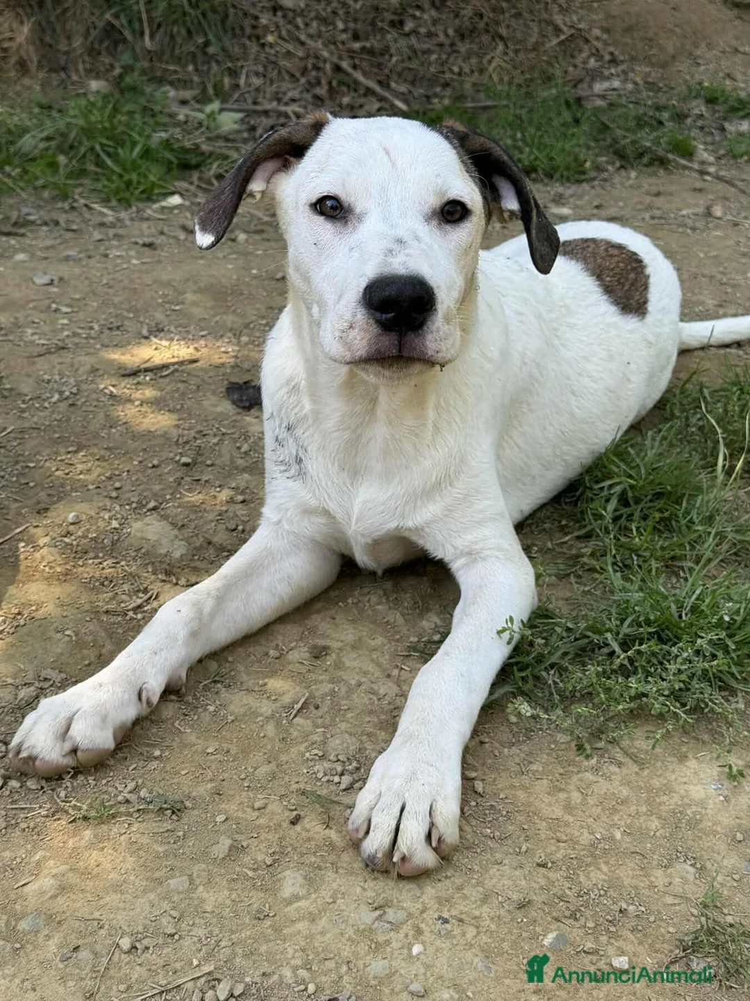 Dogo Argentino cani in regalo: BALINA, cucciola mix DOGO ARGENTINO. Tenerissima!! - Annuncio 2