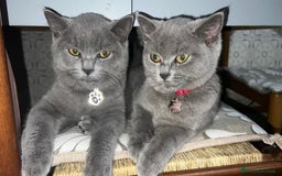 British gatti in vendita: British Shorthair  - Immagine 8