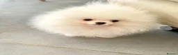 Spitz cani in vendita: Spitz Pomerania Toy nano - Annuncio 7