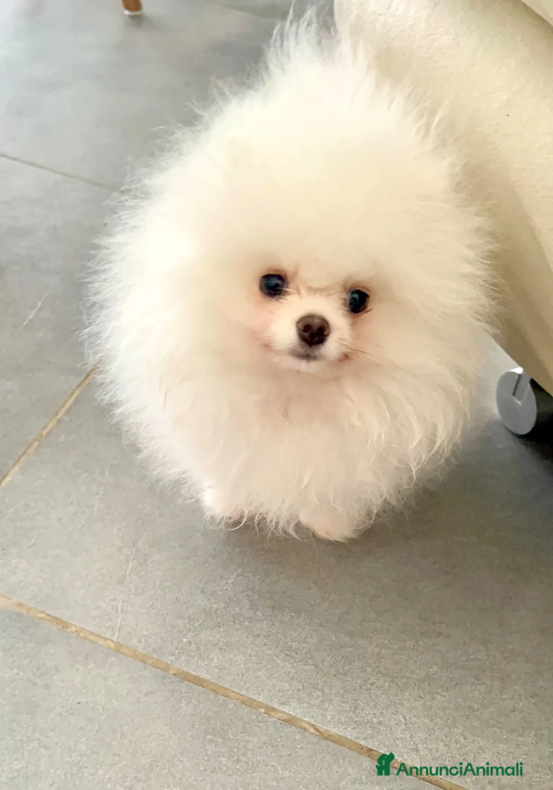 Spitz cani in vendita: Spitz Pomerania Toy nano - Annuncio 7