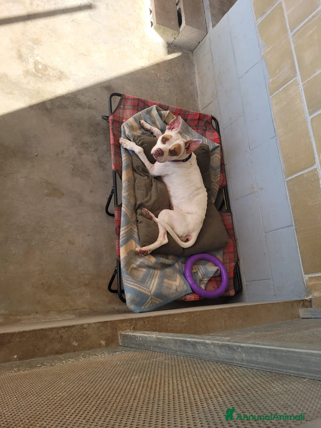 Meticcio cani in regalo: STELLA a Provincia di Pavia - Annuncio 4