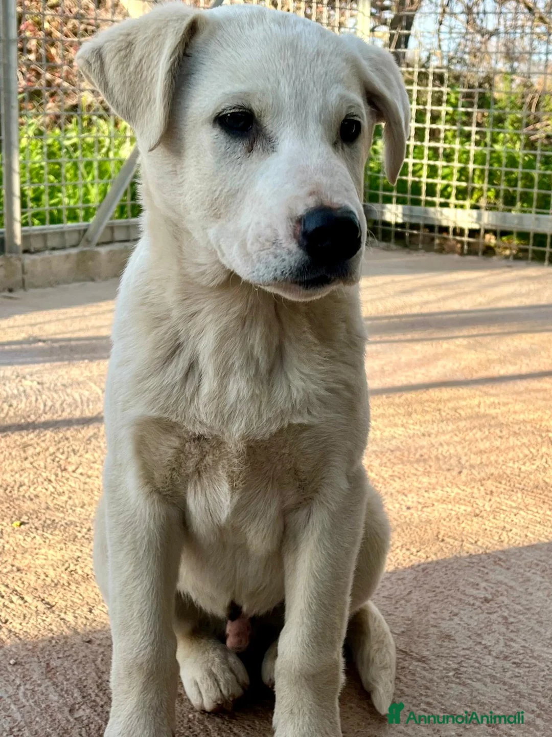 Meticcio cani in regalo: Cucciolo 3 mesi - Annuncio 3