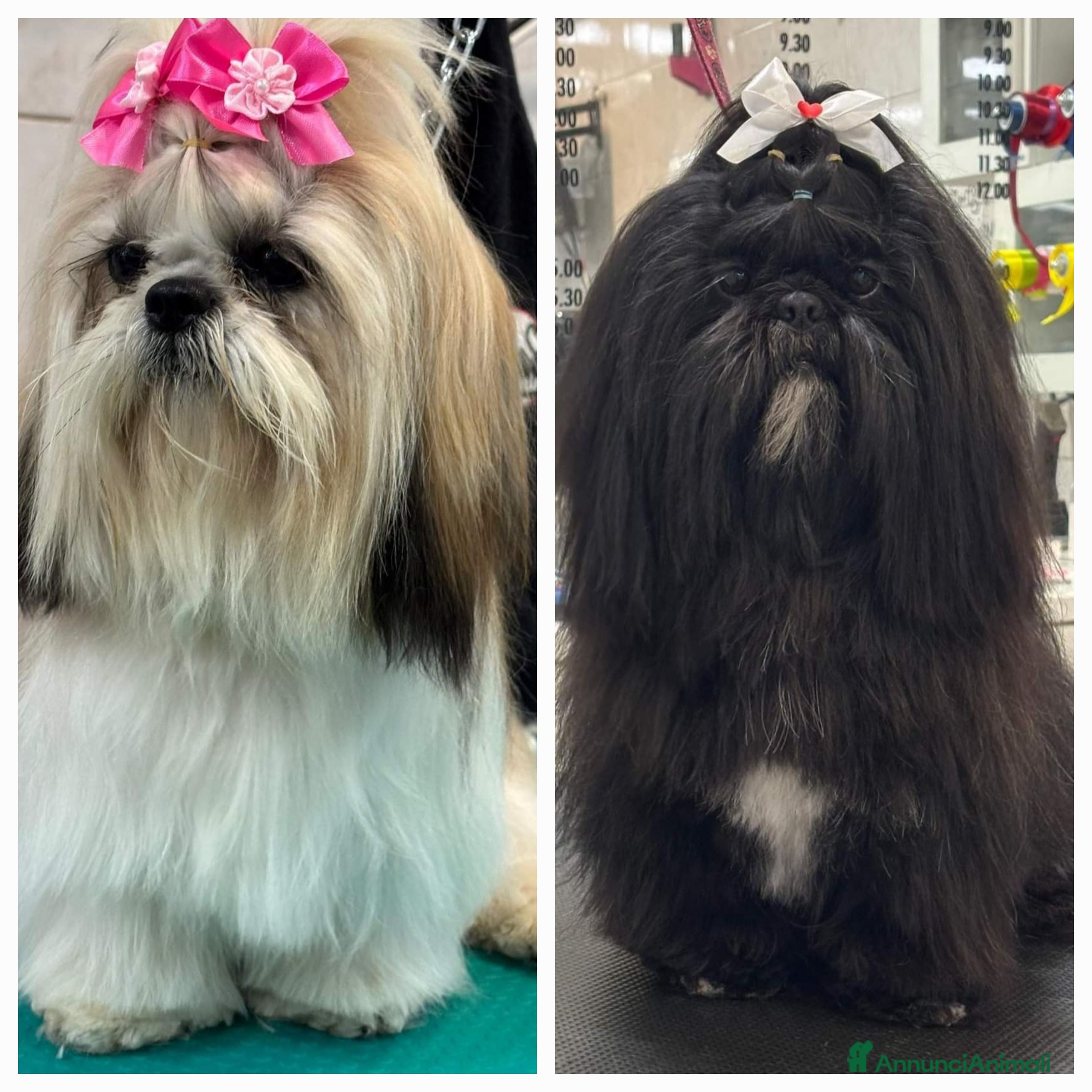 Shih Tzu cani SHITH TZU - Annuncio 10