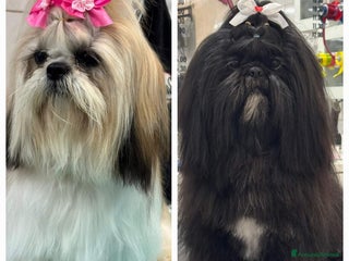 Shih Tzu cani SHITH TZU - Annuncio 30