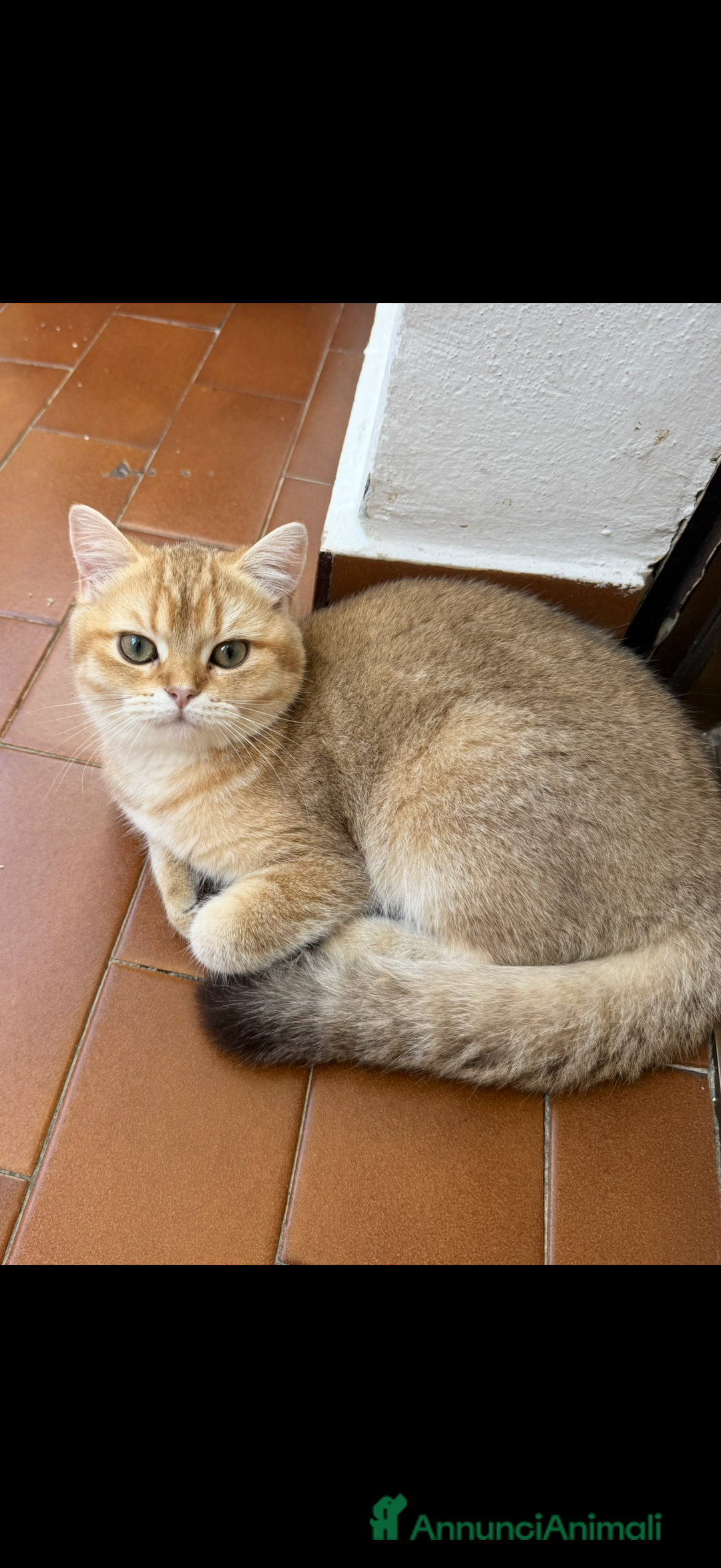 British gatti in vendita: British femmina Golden  - Annuncio 2