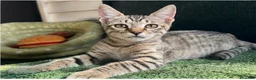 Europeo gatti in regalo: Gattino maschio tigrato a Città metropolitana di Roma Capitale - Annuncio 3