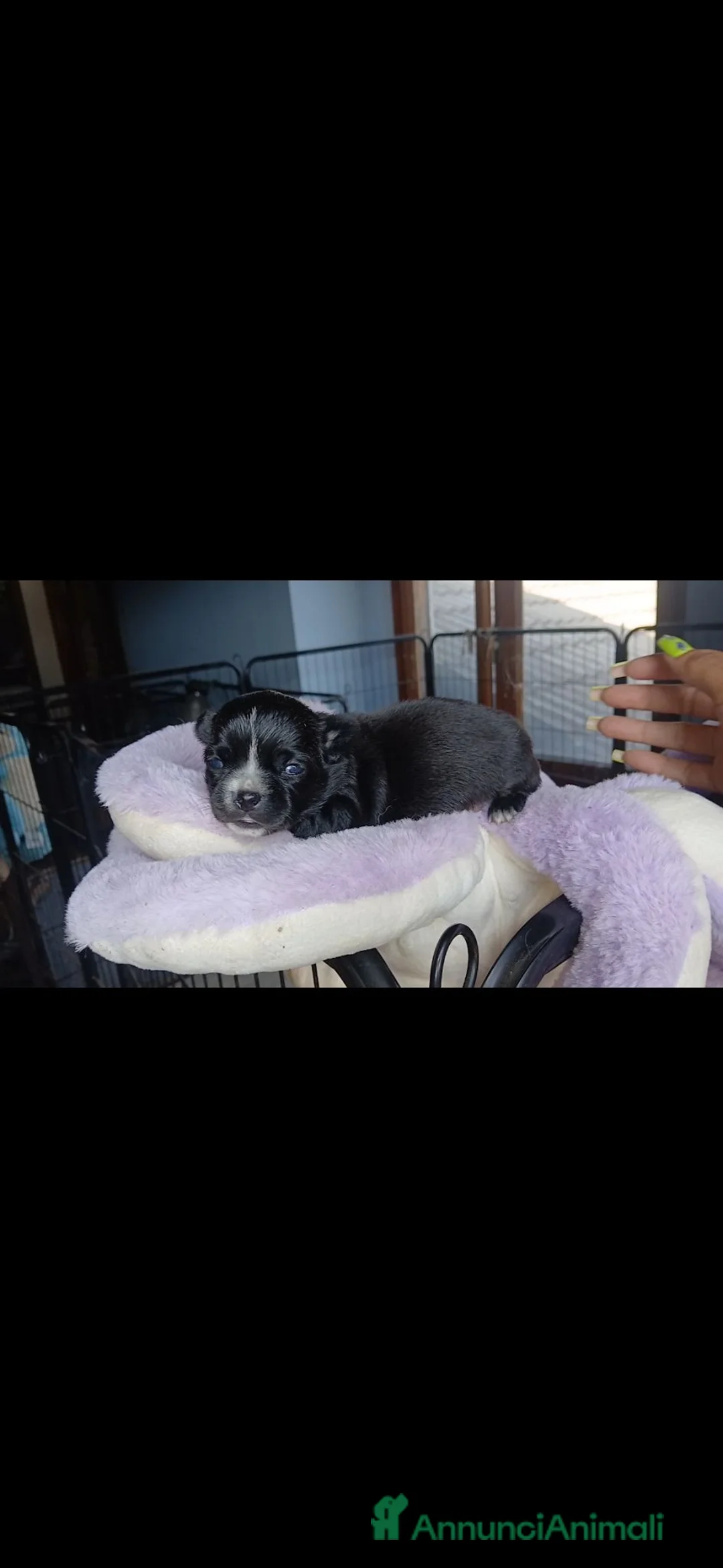 Chihuahua cani in vendita: Cuccioli di Chihuahua toy puri  - Annuncio 5