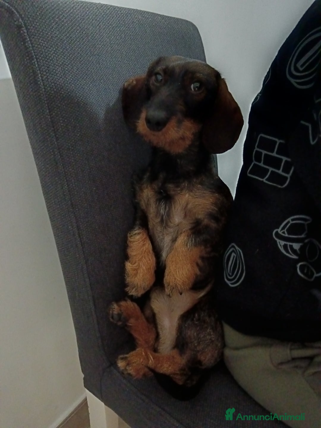 Bassotto cani per accoppiamento: Bassotto a pelo duro  - Annuncio 3