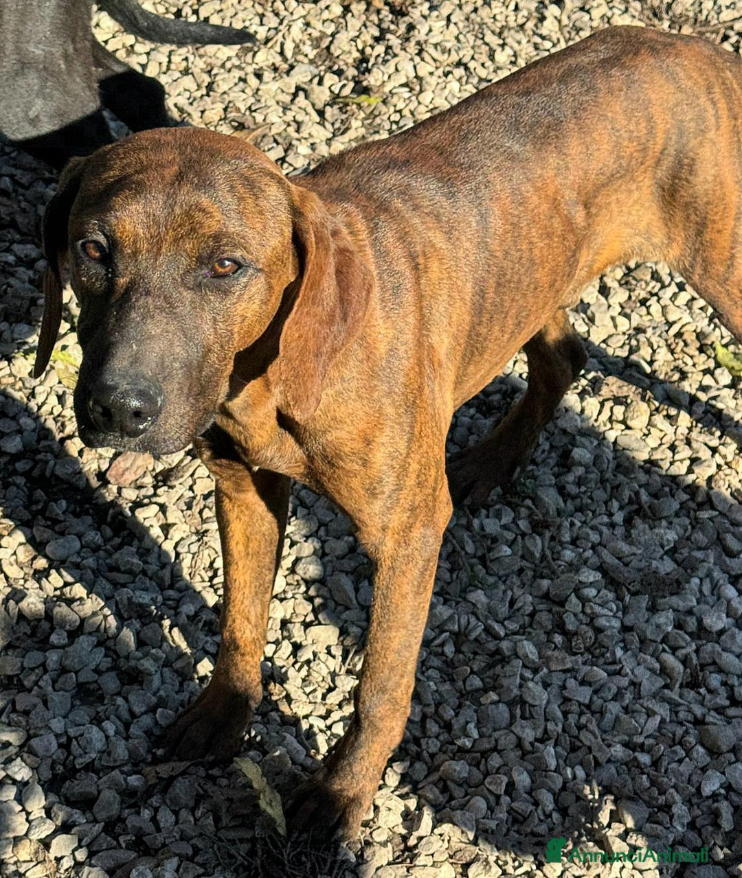 Segugio Maremmano cani in regalo: Sansone 6 mesi taglia media  - Annuncio 4