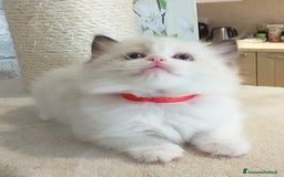 Ragdoll gatti in vendita: Cuccioli Ragdoll a Provincia di Bergamo - Immagine 18