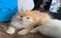 Scottish gatti in vendita: Gattini Scottish Straight  a Provincia di Modena - Immagine 15